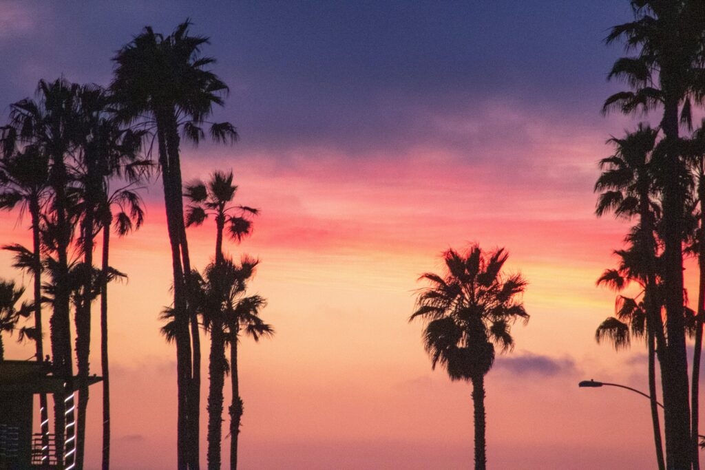 Palm trees on a southern california beach sunset